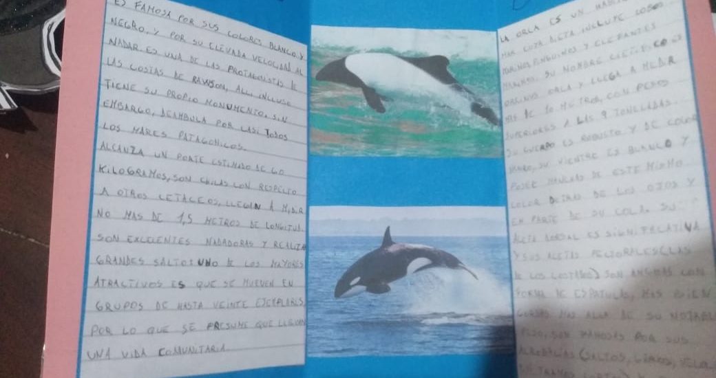 Provincia otorgó el premio del concurso educativo sobre toninas y orcas a una escuela de Puerto Madryn