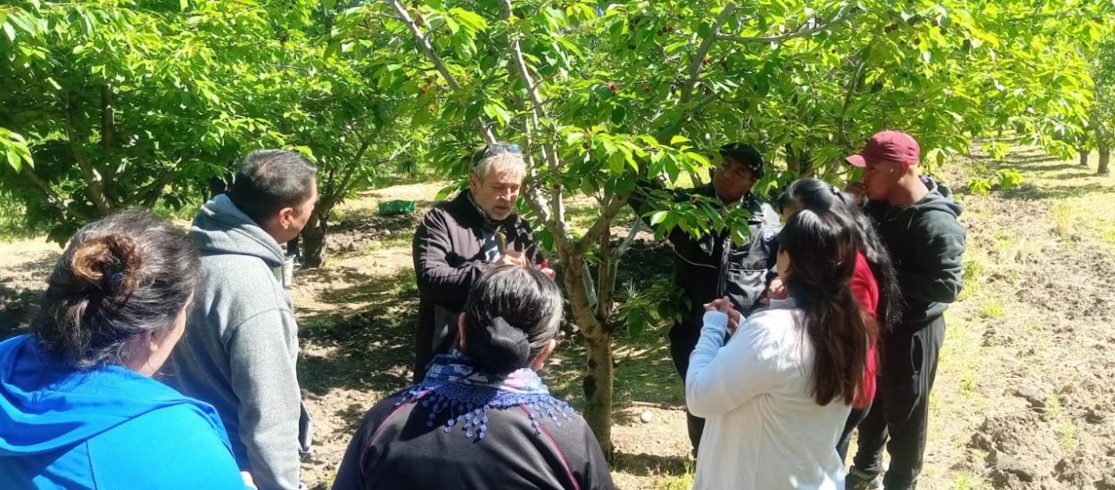 Comenzó la cosecha de cerezas en Sarmiento