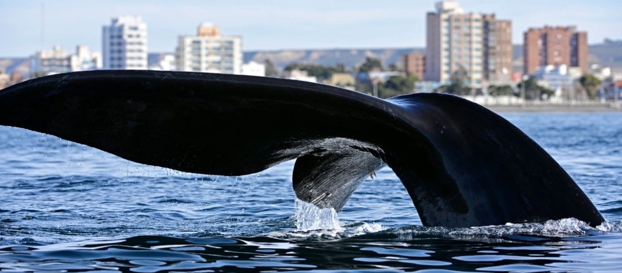 LA TEMPORADA DE BALLENAS EN PUERTO MADRYN FUE LA MEJOR DE LOS ÚLTIMOS 15 AÑOS, CON EL ARRIBO DE 147.000 TURISTAS, UN 39% MÁS QUE EN 2021