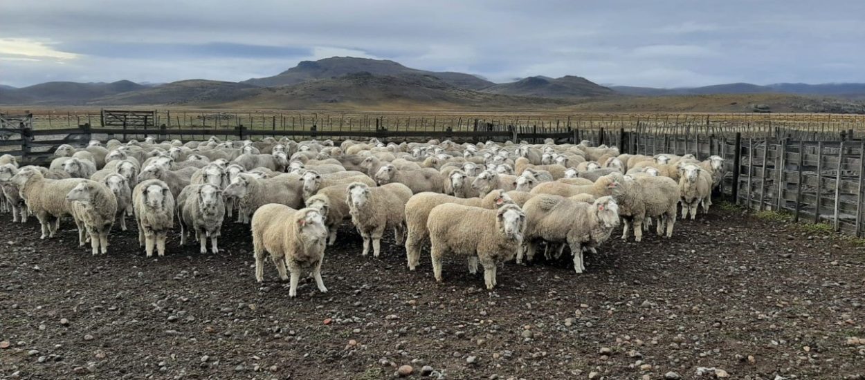 Chubut informa que se encuentra disponible la compensación económica para productores de lana ovina de la Patagonia