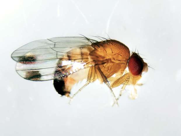 El Gobierno del Chubut continúa con el trabajo de mitigación de la mosca drosophila suzukii