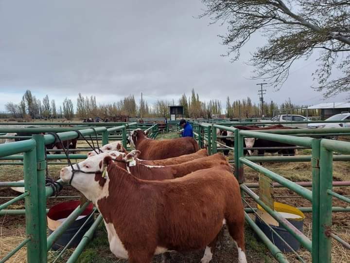 Se encuentra disponible línea de financiamiento del CFI para productores ganaderos bovinos de Chubut