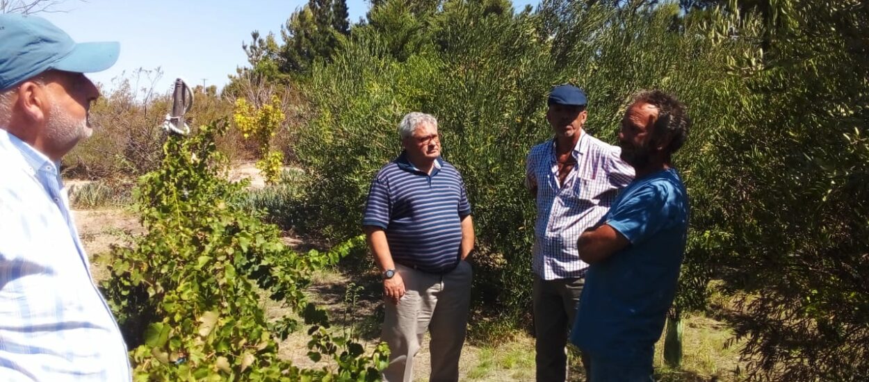 El Gobierno del Chubut avanza con el desarrollo del Plan Olivícola Provincial