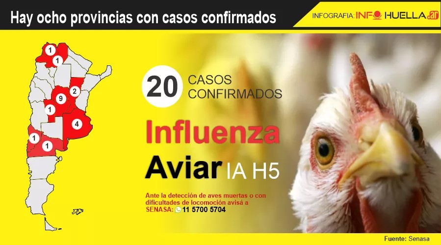 Influenza aviar en Argentina: ya son 20 los casos en aves
