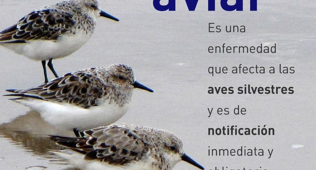 Provincia brinda recomendaciones ante aparición de casos de influenza aviar en animales