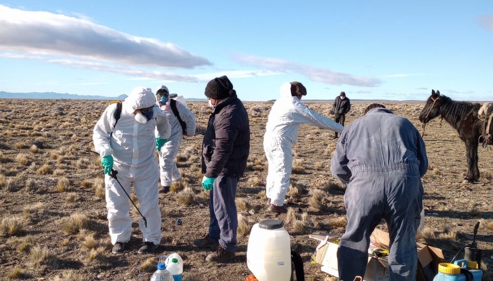 Emergencia Agropecuaria: El Gobierno de la Provincia convoca a productores afectados por plaga tucura a presentar la declaración jurada