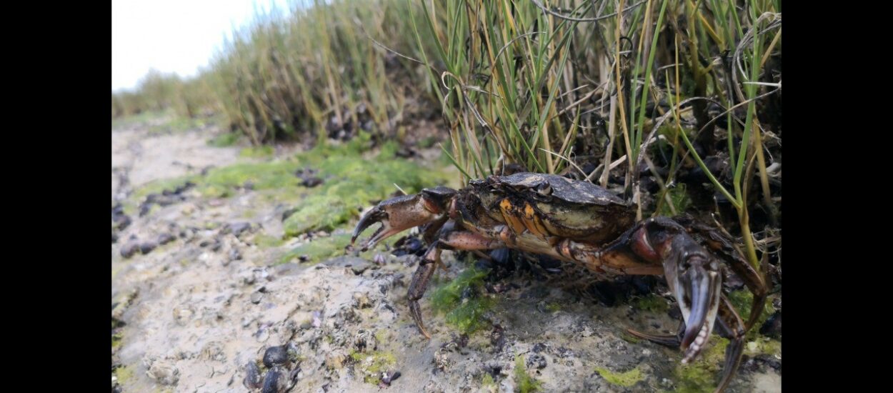 Especies invasoras en el Golfo Nuevo: un problema en el que todos y todas pueden ayudar