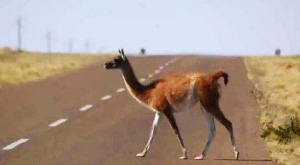 Recomiendan a automovilistas tener precaución por presencia de animales silvestres en las rutas de Chubut