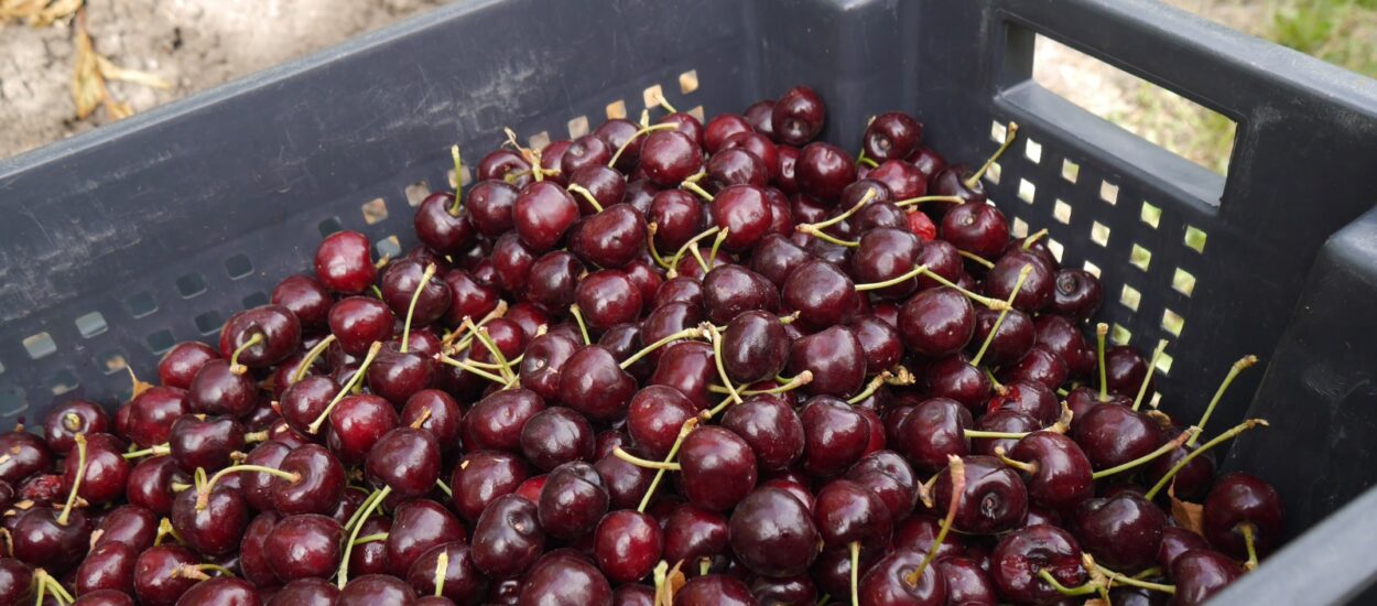 Se consolida la producción y exportación de cerezas en el Valle Inferior del Río Chubut