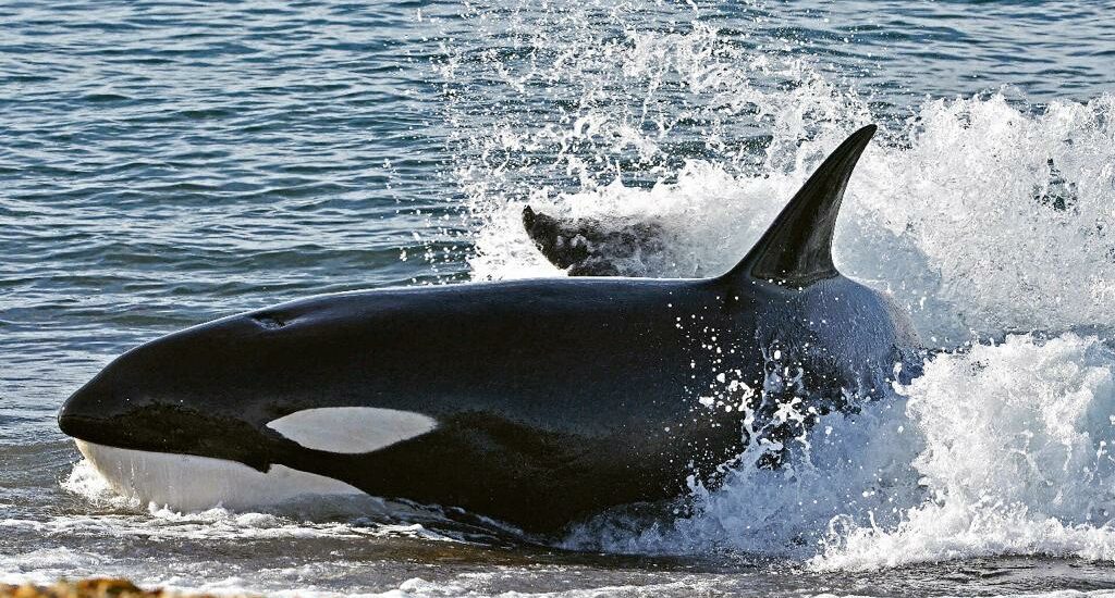 PUERTO MADRYN SE SUMA CON DISTINTAS ACTIVIDADES AL INICIO DE LA TEMPORADA DE ORCAS 2023