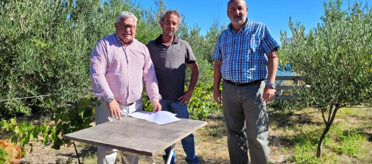 El Gobierno del Chubut avanza con el desarrollo del Plan Olivícola Provincial 