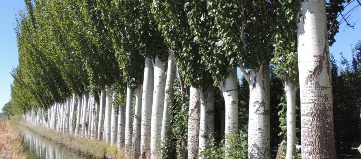Chubut lanza una página web sobre cortinas forestales y su valor para proteger los cultivos