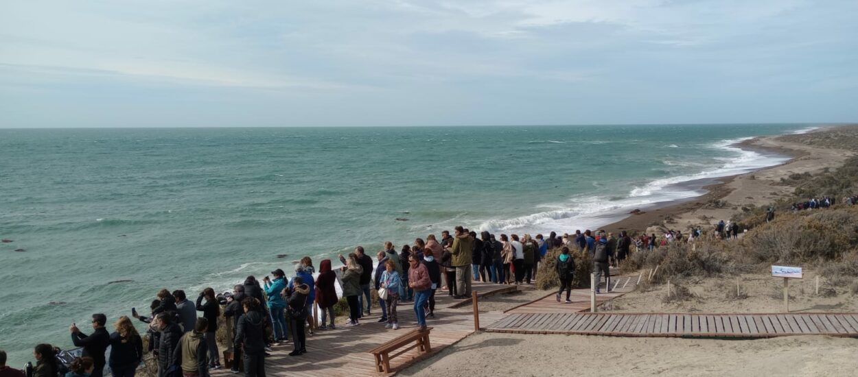 Turismo en Chubut: Increíble show de Orcas en plena Temporada 2023