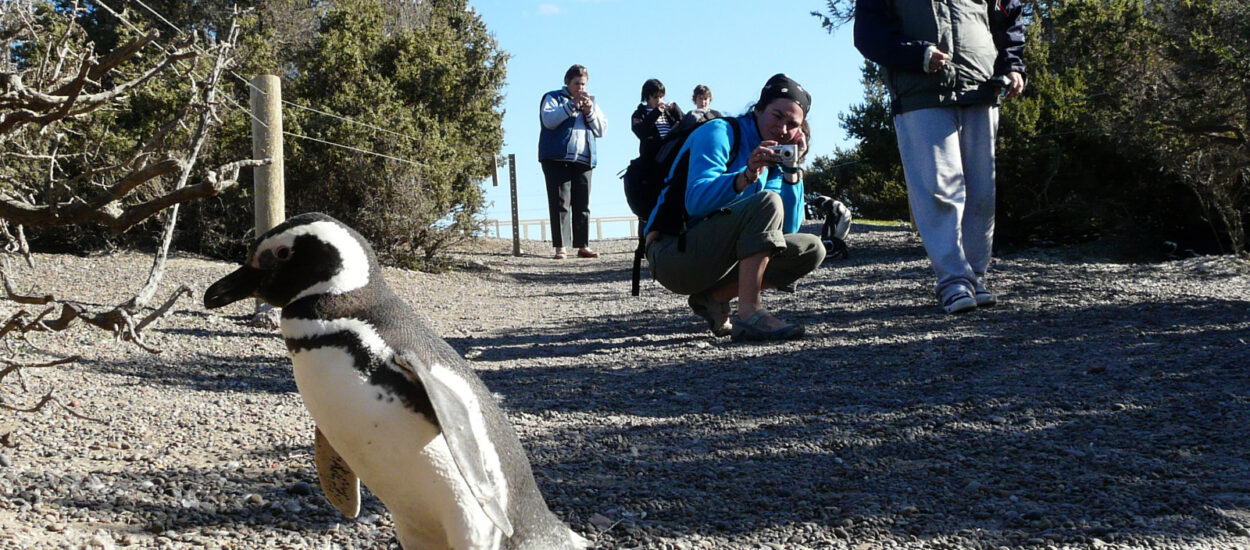 Turismo en Chubut: Punta Tombo cerró una de las mejores temporadas de los últimos años