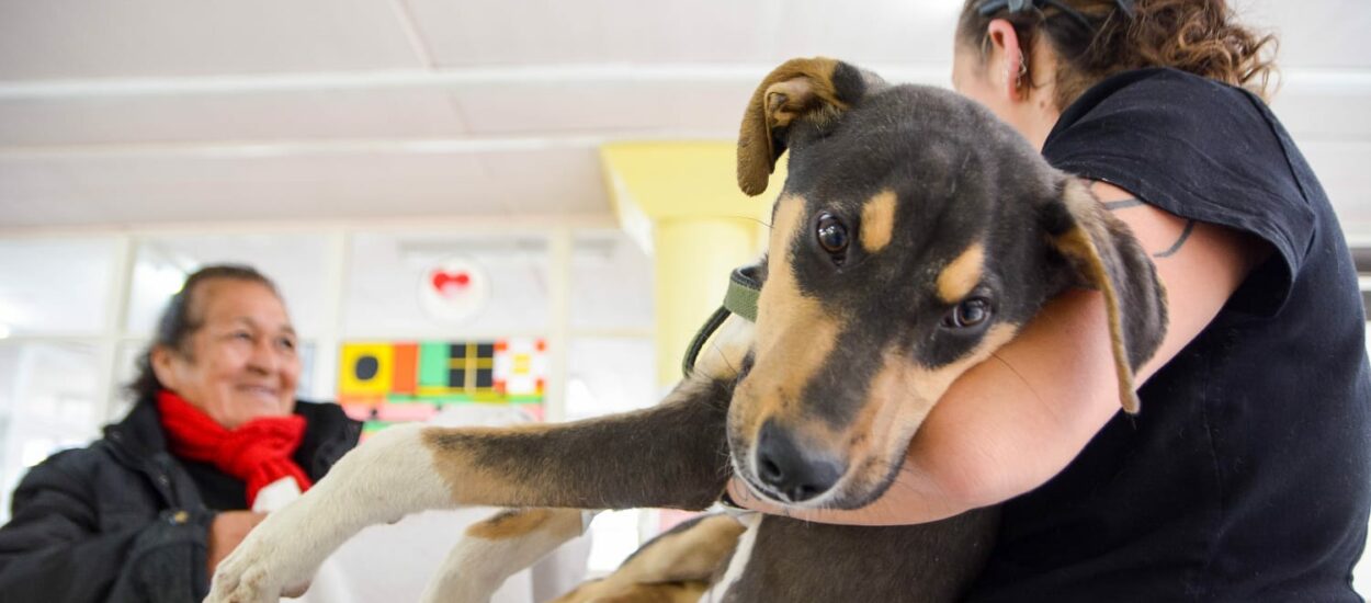 CONTINÚAN LAS CAMPAÑAS GRATUITAS PARA PERROS Y GATOS