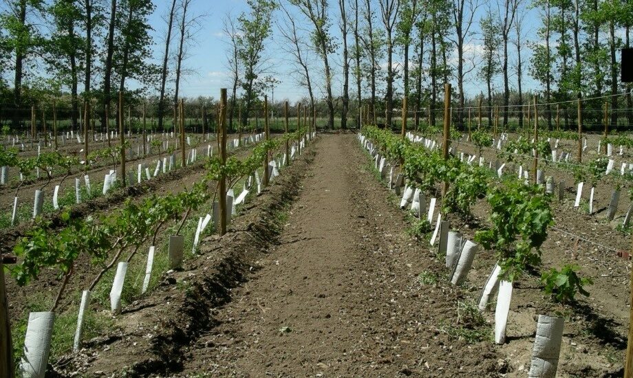 Chubut avanza en la certificación orgánica de producción vitivinícola