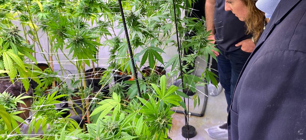 Con el apoyo del Gobierno del Chubut, productor de cannabis medicinal participará de Feria Internacional en Alemania