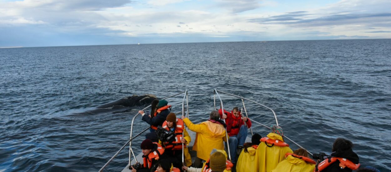 Turismo: Medios de comunicación regionales y nacionales realizaron un viaje de prensa para difundir la Temporada de Ballenas 2023
