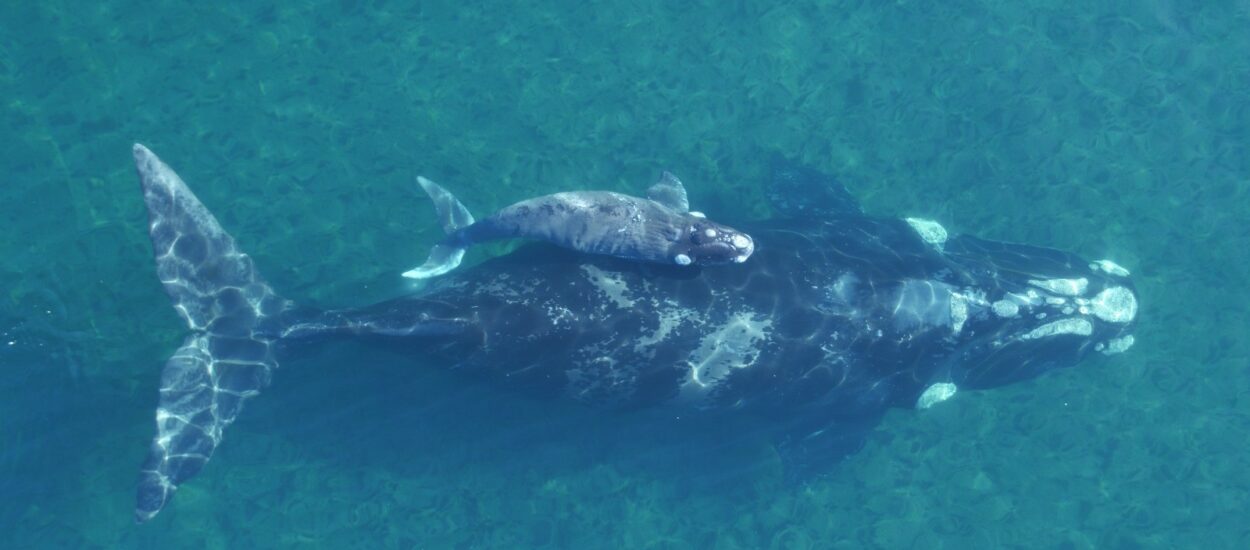 SEMANA DE LAS BALLENAS: SE REALIZARÁ UNA CHARLA SOBRE FOTOIDENTIFICACIÓN