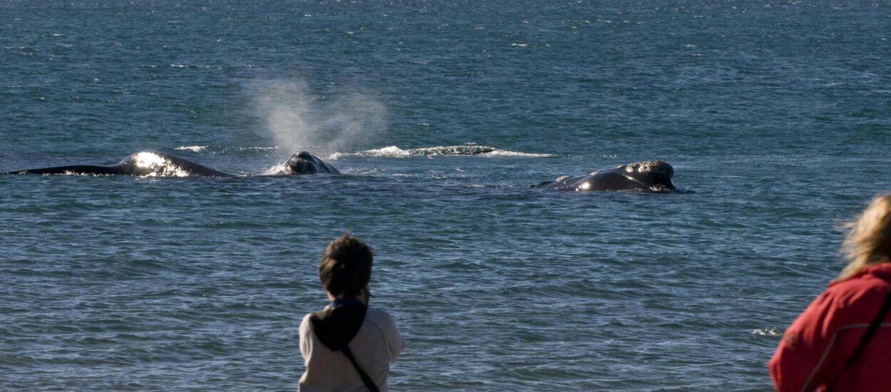 Turismo: Gran movimiento en la Comarca Península Valdés con el inicio de la Temporada de Ballenas 