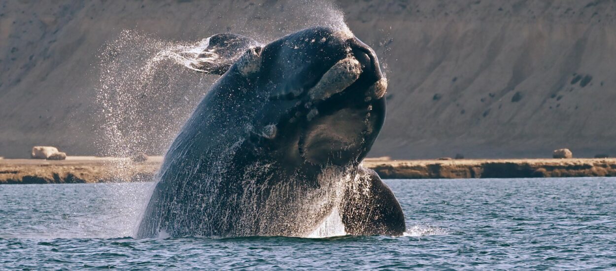 El Gobierno del Chubut anunció el lanzamiento de la Temporada de Ballenas 2023