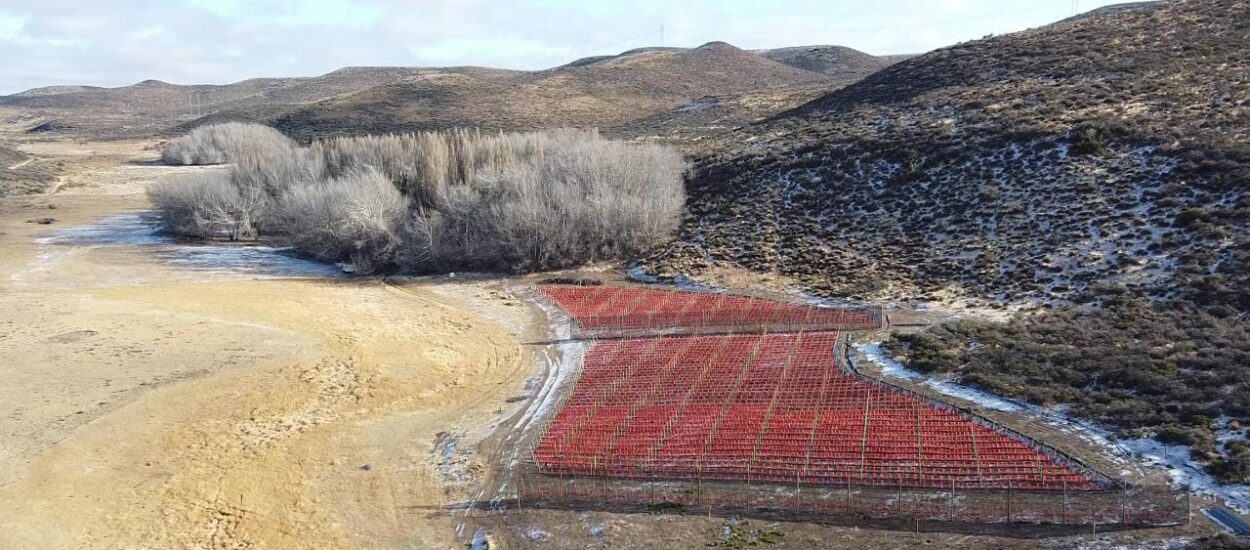 Funcionarios del Gobierno Provincial recorrieron proyecto de viñedos en Pampa del Castillo