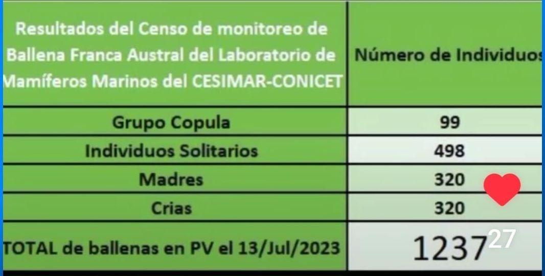 Resultados del censo revelan una importante población de Ballena Franca Austral en Península Valdés