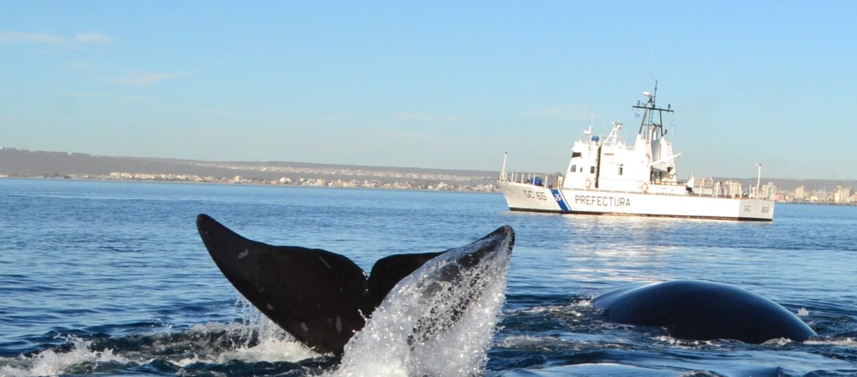 RECOMENDACIONES DE PREFECTURA NAVAL ARGENTINA PARA NAVEGAR EN LAS AGUAS DEL GOLFO NUEVO EN TEMPORADA DE BALLENAS 2023