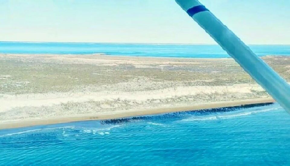 Científicos del CENPAT realizaron el primer censo aéreo de ballenas de la temporada
