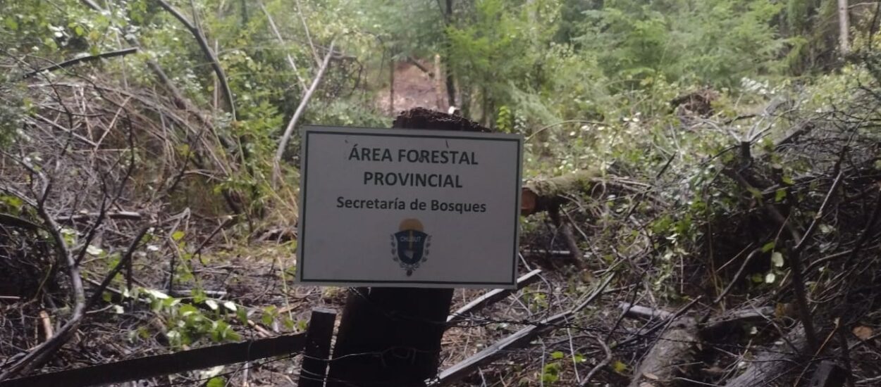 Lago Puelo: El Gobierno logra evitar una ocupación ilegal en una reserva forestal provincial