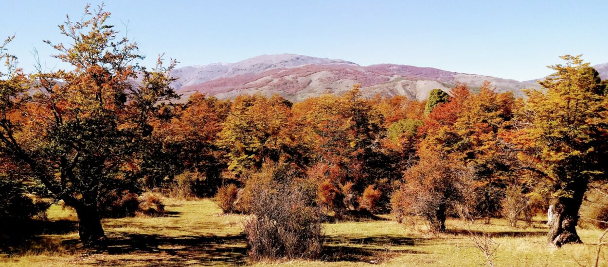 El Gobierno Provincial convoca a la presentación de proyectos para la protección y manejo del bosque nativo 