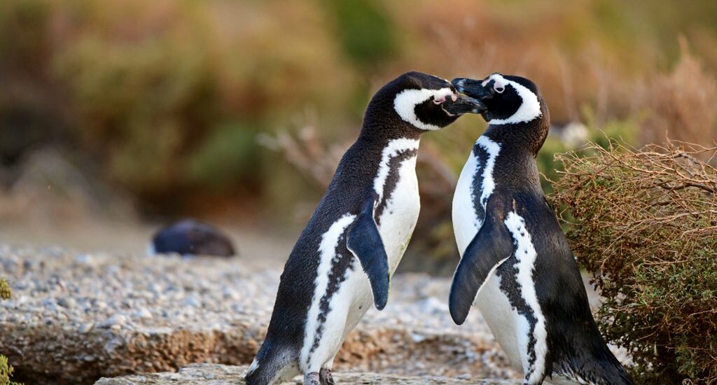 PUERTO MADRYN SE SUMA AL LANZAMIENTO DE LA TEMPORADA DE PINGÜINOS 2023-2024