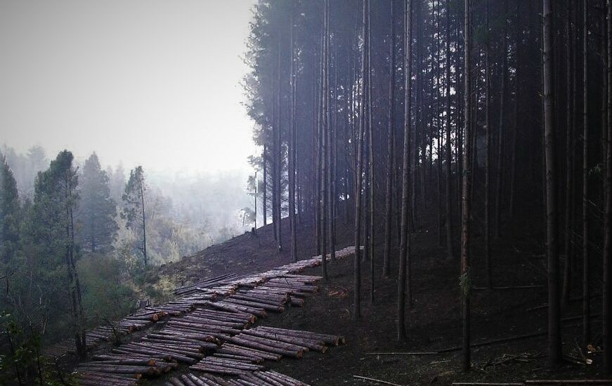 El Gobierno del Chubut licitó madera rolliza de forestaciones provinciales
