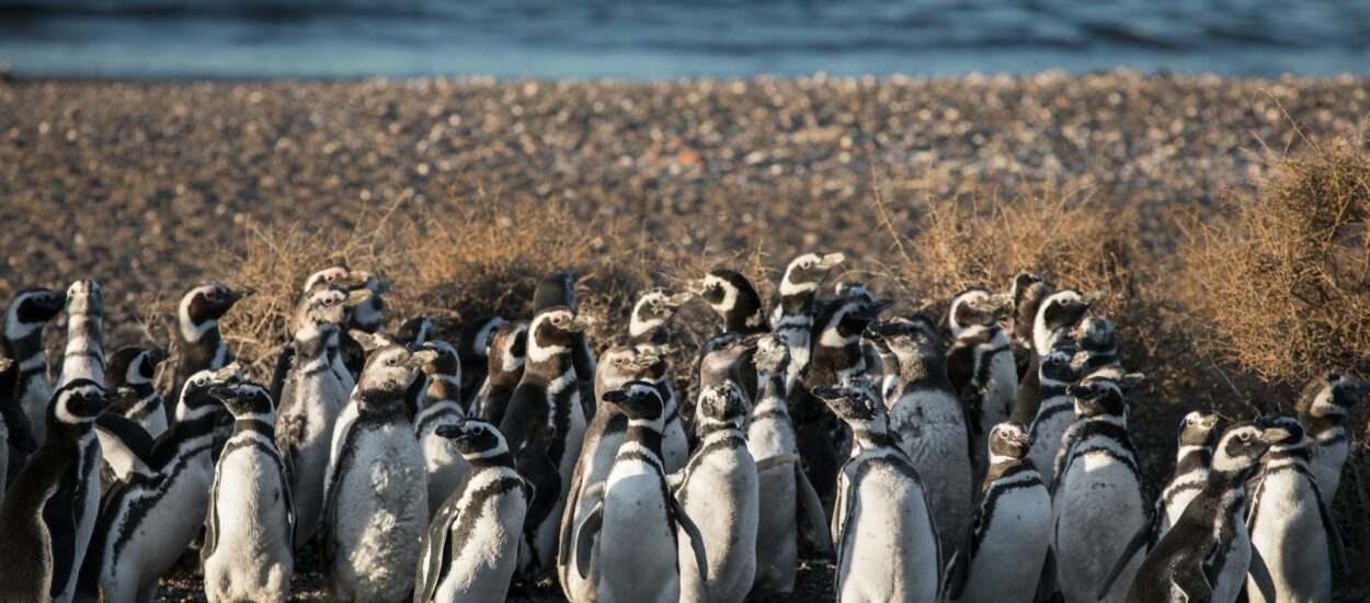 El Gobierno del Chubut lanza la Temporada de Pingüinos 2023-2024     