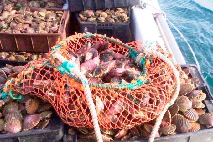 Marea roja: Se dispuso veda total en el Golfo Nuevo 