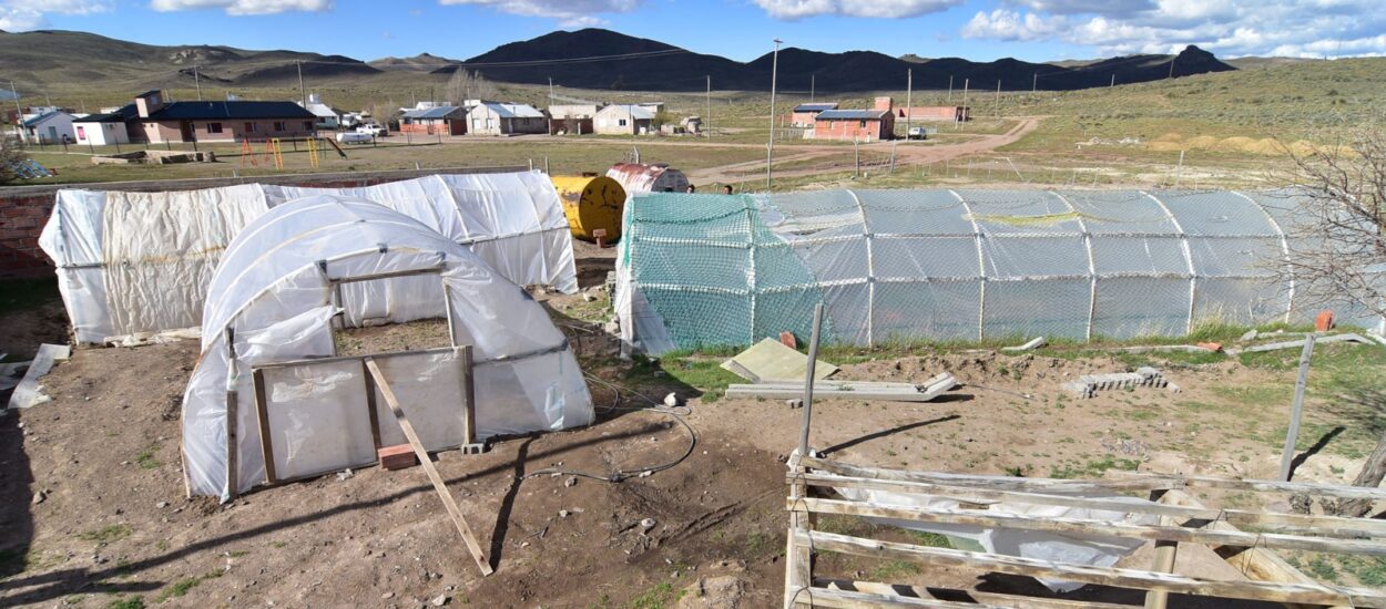 Avanza a buen ritmo la producción de hortalizas frescas en Lagunita Salada