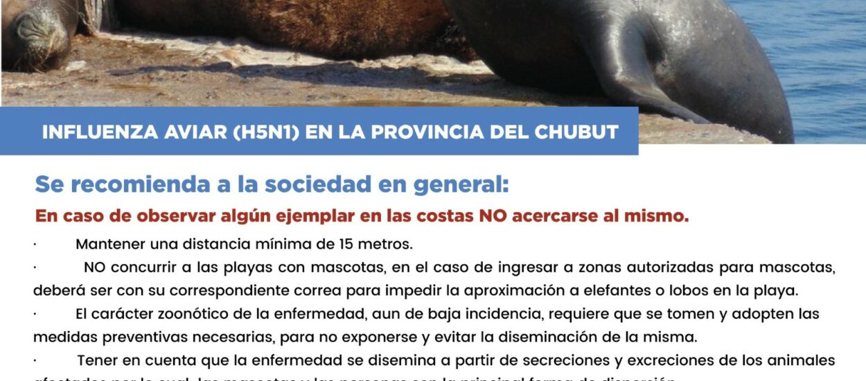 Provincia recuerda cuales son las indicaciones a seguir ante la circulación de gripe aviar en mamíferos marinos