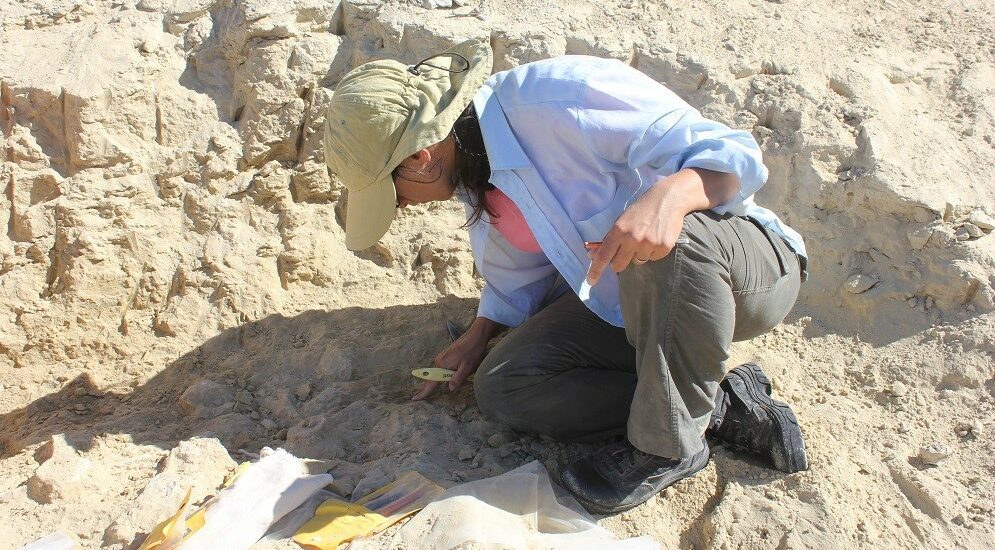 Estudian el modo de alimentación de delfines patagónicos que vivieron hace 20 millones de años