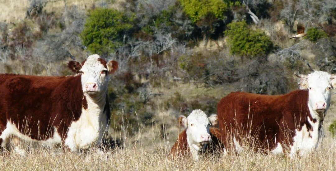 El Gobierno del Chubut seleccionó proyectos financiables para la conservación y el manejo del bosque nativo