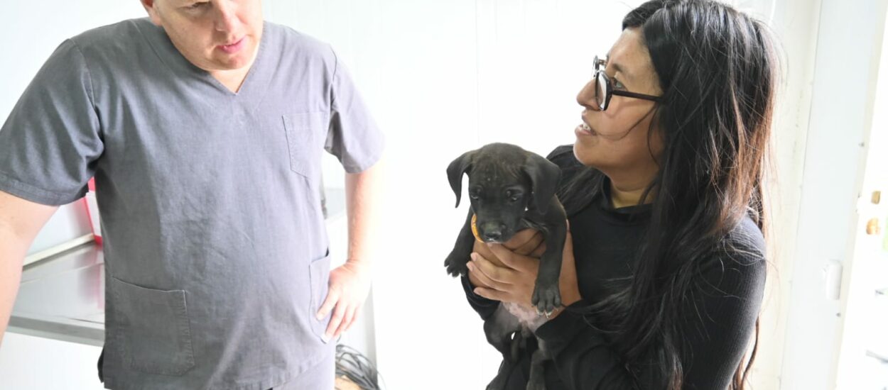 CONTINÚAN LAS CAMPAÑAS GRATUITAS PARA PERROS Y GATOS
