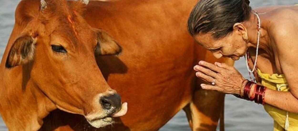 Madryn y las vacas sagradas de la India