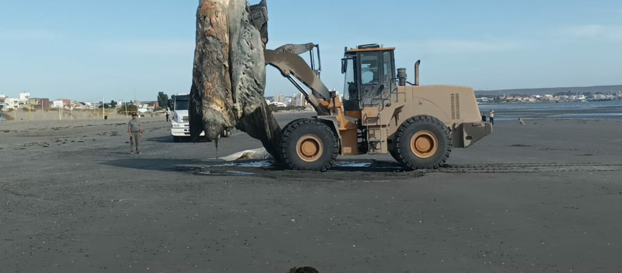 Hallazgo de un cuero de ballena en la playa de Puerto Madryn