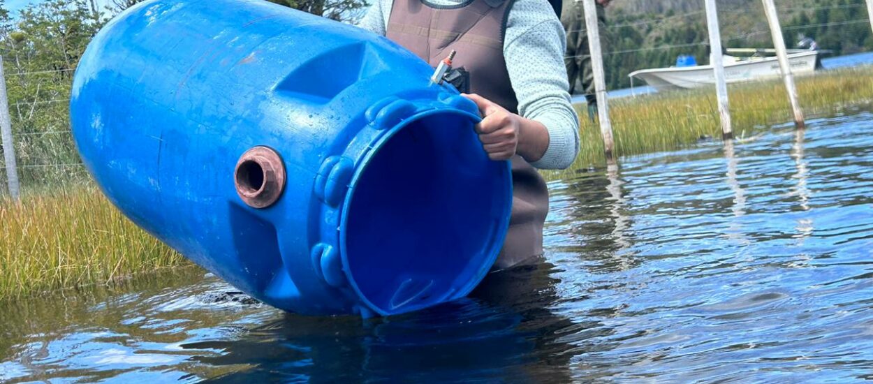 Después de más de 10 años Chubut realiza resiembra de alevines en Laguna Larga