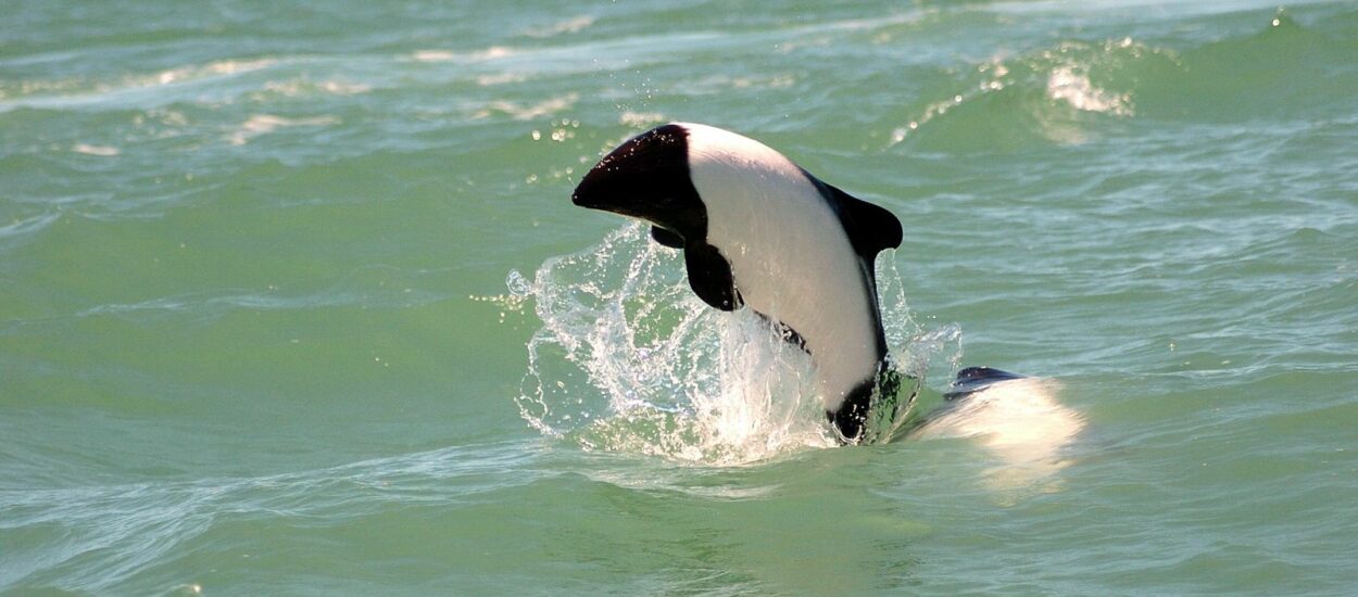 La tonina overa, un pequeño delfín originario del mar Patagónico