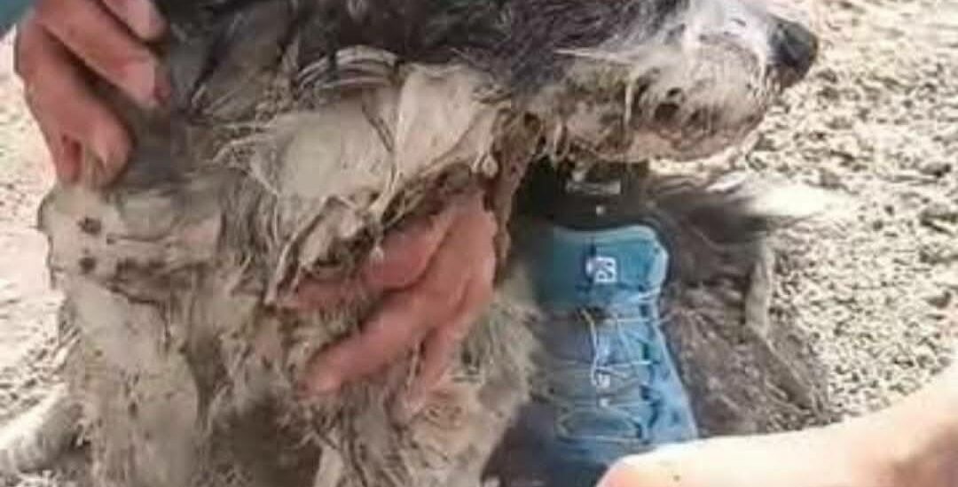 Crueldad en Gaiman: Perro enterrado vivo es rescatado y adoptado