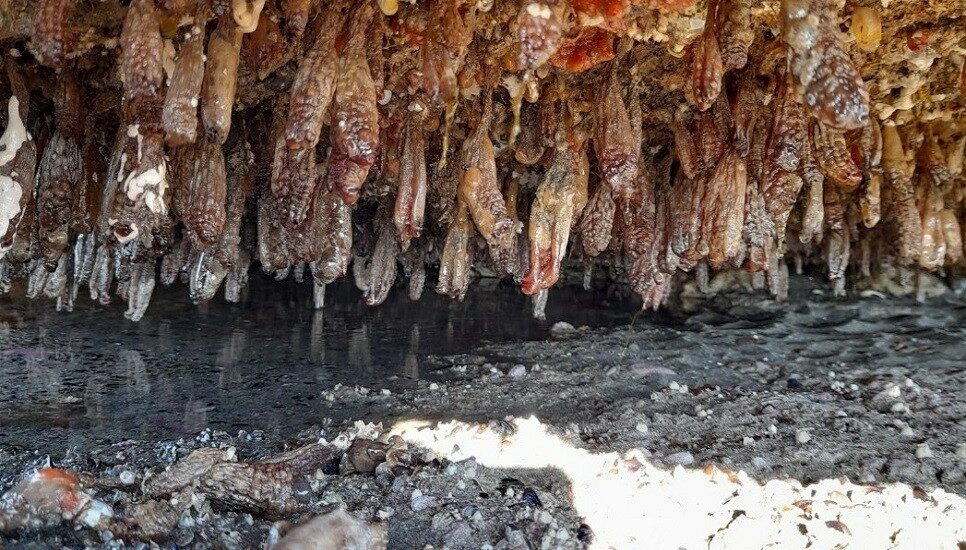 Científicos del CENPAT estudian la dinámica poblacional de una ascidia introducida en el Golfo San Matías