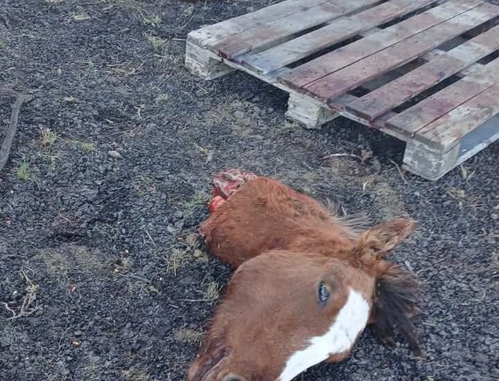 Descuartizan una potranca en una chacra entre Trelew y Rawson