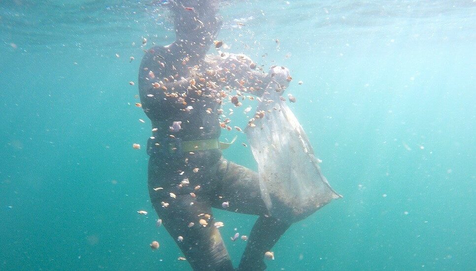 Especialistas del CENPAT realizaron el primer repoblamiento de vieira Tehuelche en el golfo San José