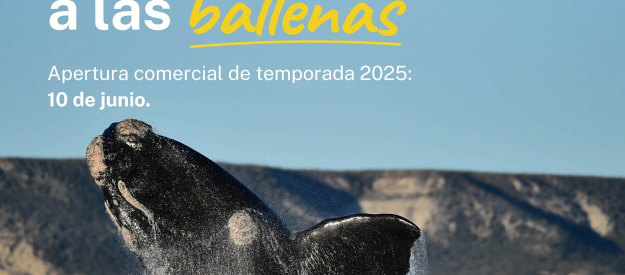 Chubut se prepara para recibir a las ballenas