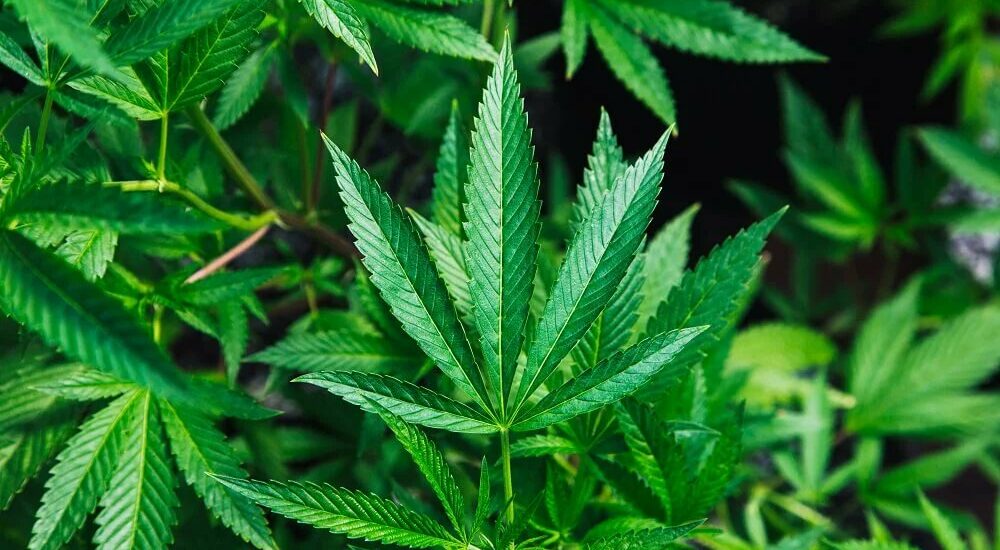 El Gobierno Nacional Disolvió la Agencia del Cannabis: Las Funciones Pasan a ANMAT e Industria